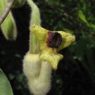 10 seeds Aristolochia tomentosa The Wooly Pipevine, easy to grow   #RBSE61