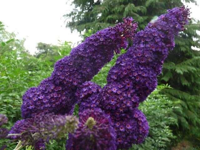 20 flower seeds purple Buddleia davidii Black Knight    #RBSE61
