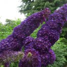 20 flower seeds purple Buddleia davidii Black Knight    #RBSE61