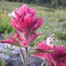 10 flower seeds pink Castilleja rhexifolia Rosy Paintbrush    #RBSE61