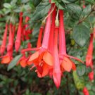 10 flower seeds Fuchsia vulcanica, fast growing #RBSE61