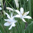 10 seeds white Paradisea lusitanica or Paradise Lily    #RBSE61