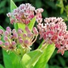 10 flower seeds pink Asclepias incarnata Pulchra, fast growing    #RBSE61