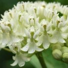 10 flower seeds white Asclepias incarnata Milkmaid, easy to grow      #RBSE61