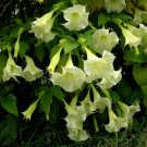 Flower seeds white Brugmansia Betty Marshall, 8 seeds    #RBSE61