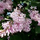 10 flower seeds purple Syringa josikaea or Hungarian Lilac    #RBSE61