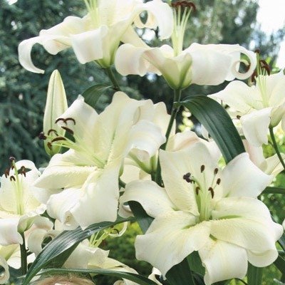 10 flower seeds white Lilium orienpet Pretty Woman Lily    #RBSE61