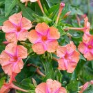 10 seeds pink Mirabilis jalapa Salmon Sunset    #RBSE61