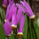 10 seeds Dodecatheon amethystinum Shooting Star    #RBSE61