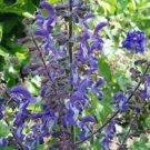 10 flower seeds purple Salvia forsskaolii Indigo Woodland Sage   #RBSE61