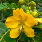 10 flower seeds Senna multiglandulosa or Buttercup Bush     #RBSE61