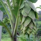 10 seeds Ensete glaucum Snow Banana. Easy to grow     #RBSE61