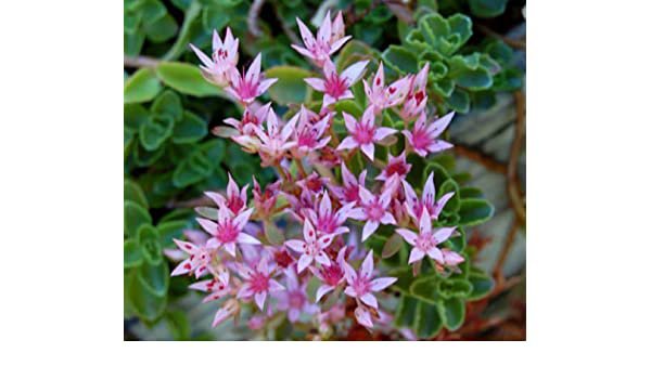 Flower seeds Pink Sedum stoloniferum stolon Stonecrop 10 seeds, easy to grow    #RBSE61