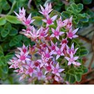 Flower seeds Pink Sedum stoloniferum stolon Stonecrop 10 seeds, easy to grow    #RBSE61