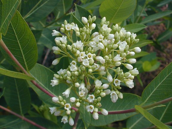 15 flower seeds white Apocynum cannabinum Dogbane Indian Hemp   #RBSE61
