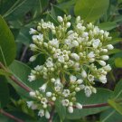 15 flower seeds white Apocynum cannabinum Dogbane Indian Hemp   #RBSE61