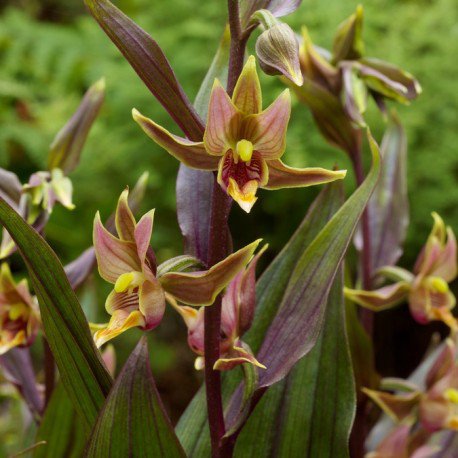 20 seeds Stream orchid Epipactis gigantea or Giant helleborine, fast growing   #RBSE61