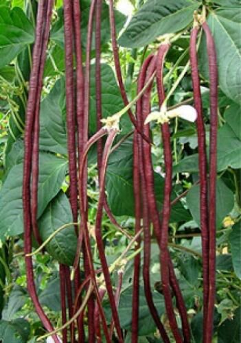 10 vegetable seds Vigna ungulculata Yard Long Bean or Red Noodle Bean    #RBSE61