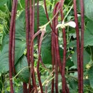 10 vegetable seds Vigna ungulculata Yard Long Bean or Red Noodle Bean    #RBSE61