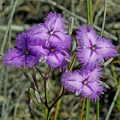 8 flower seeds Thysanotus multiflorus Many Flowered Fringe Lily, easy to grow       #RBSE61