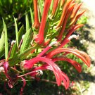 15 flower seeds red Lobelia bridgasii or Tupa rosada, easy to grow     #RBSE61