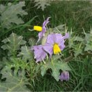 10 seeds Solanum virginianum yellow berried fruit nightshade     #RBSE61