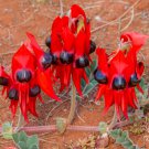 10 flower seeds red Swainsona formosa Sturts Desert Pea   #RBSE61