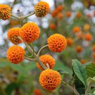 20 flower seeds Buddleja globosa Orange, fast growing       #RBSE61