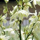 15 flower seeds Yucca smalliana Adam's Needle or Bear Grass, easy to grow        #RBSE61