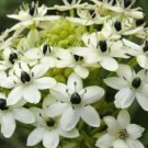 8 seeds Ornithogalum saundersiae or Star of Bethlehem, easy to grow     #YREG61