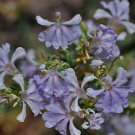10 flower seeds purple Lechenaultia Floribunda, easy to grow        #YREG61