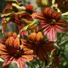 15 flower seeds brown Salpiglossis sinuata or Royale Painted Tongue, easy to grow        #YREG61