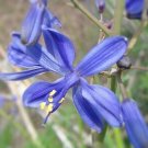 10 flower seeds purple Pasithea coerulea Azulillo      #YREG61