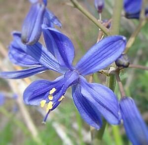 10 flower seeds purple Pasithea coerulea Azulillo      #YREG61