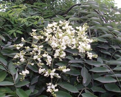 5 flower seeds white Styphnolobium Sophora japonica Pagoda tree    #YREG61