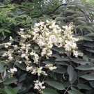 5 flower seeds white Styphnolobium Sophora japonica Pagoda tree    #YREG61