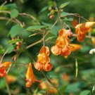 10 flower seeds Impatiens capensis or Jewelweed, easy to grow       #YREG61