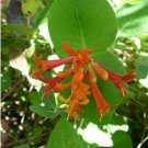 10 seeds Lonicera ciliosa Orange Honeysuckle, easy to grow       #YREG61