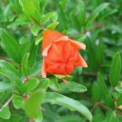 10 flower seeds Punica granatum or Nana Dwarf Pomegranate, easy to grow       #YREG61