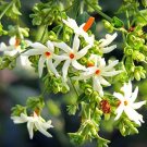 10 flower seeds white Nyctanthes arbor tristis, easy to grow    #YREG61