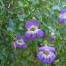 15 flower seeds purple  Maurandya antirrhiniflora or Snapdragon Vine    #YREG61