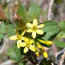 10 flower seeds yellow Ribes aureum Golden Currant, fast growing         #YREG61
