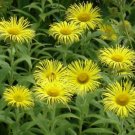 10 flower seeds Inula hookeri or Hooker's Inula, fast growing     #YREG61