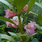 15 flower seeds pink Impatiens balsamina, easy to grow     #YREG61