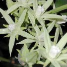 10 seeds Lonicera ciliosa Orange Honeysuckle, easy to grow       #YREG61