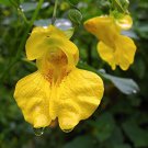10 seeds Impatiens pallida or Yellow Jewelweed    #YREG61