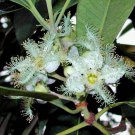 20 seeds white Tristania conferta, easy to grow    #YREG61