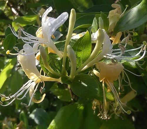 10 seeds white Lonicera xylosteum or Fly honeysuckle    #YREG61
