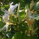 10 seeds white Lonicera xylosteum or Fly honeysuckle    #YREG61