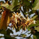 8 seeds   Pterospermum acerifolium Bayur Tree or Dinnerplate       #YREG61